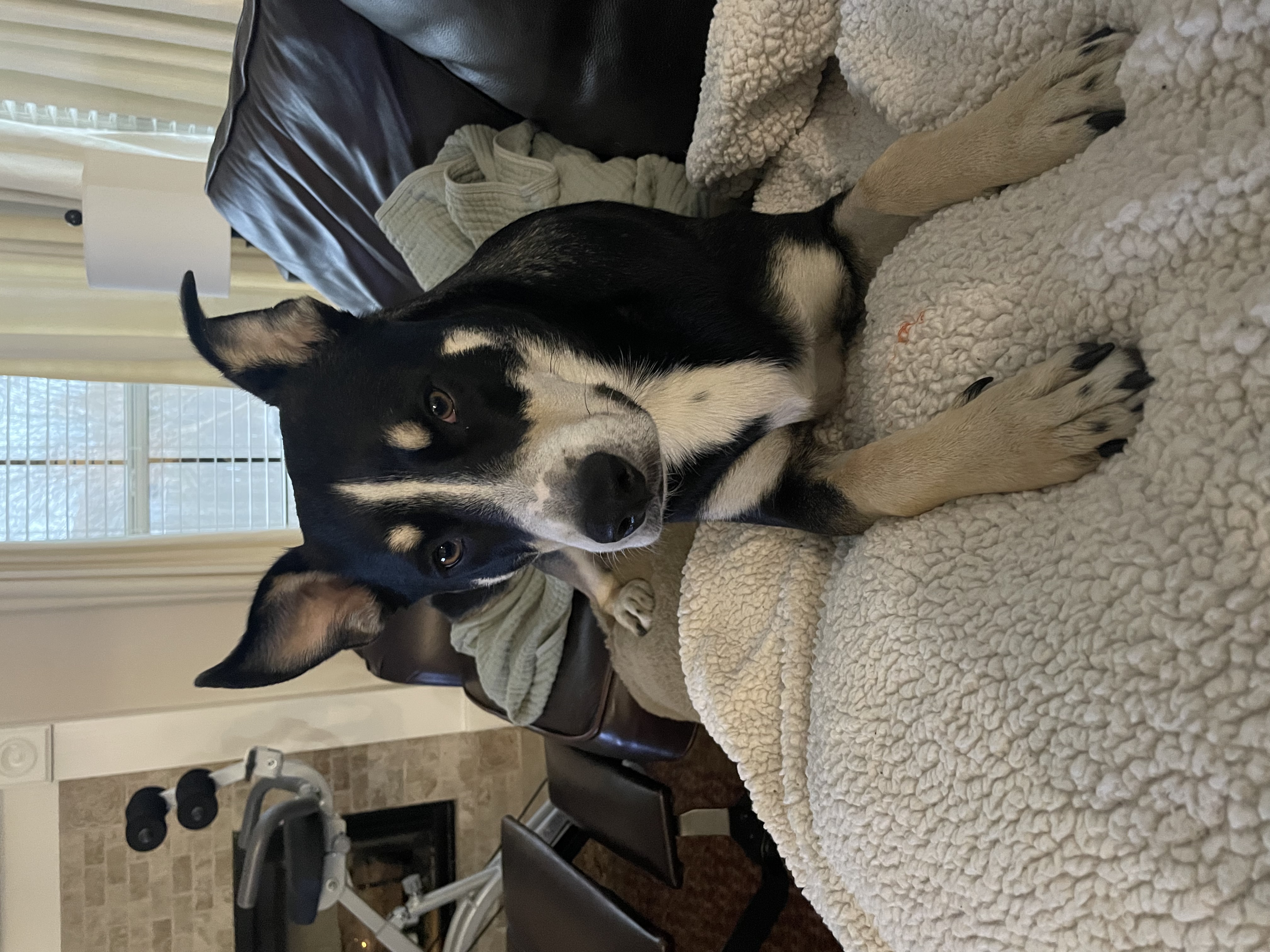 Jaff - Black and white McNab dog